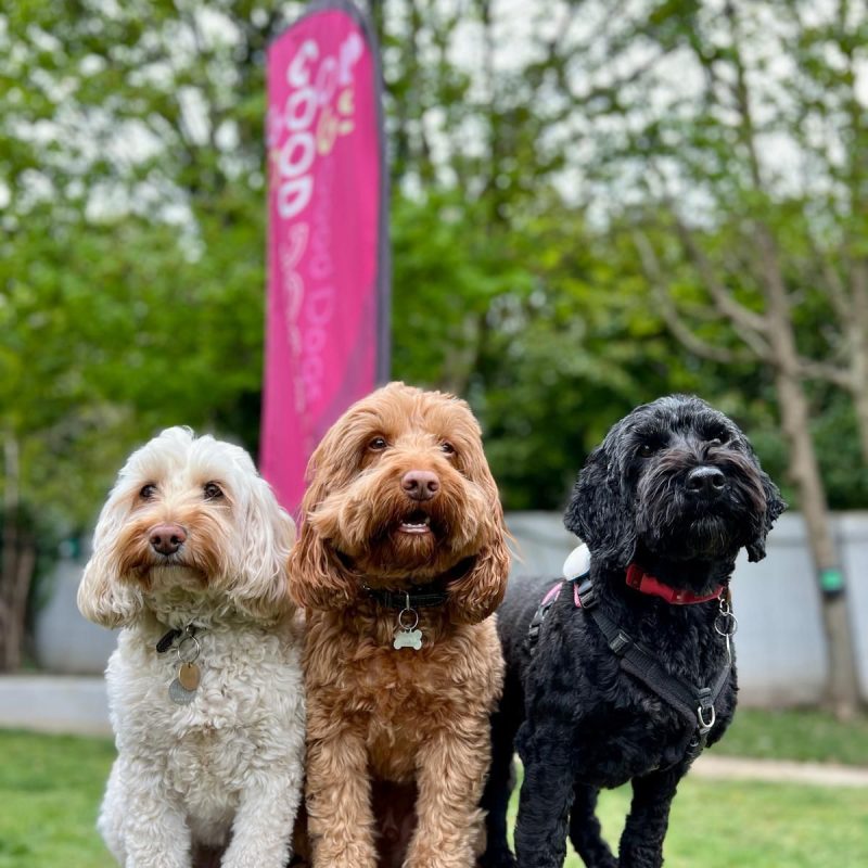 Good dogs